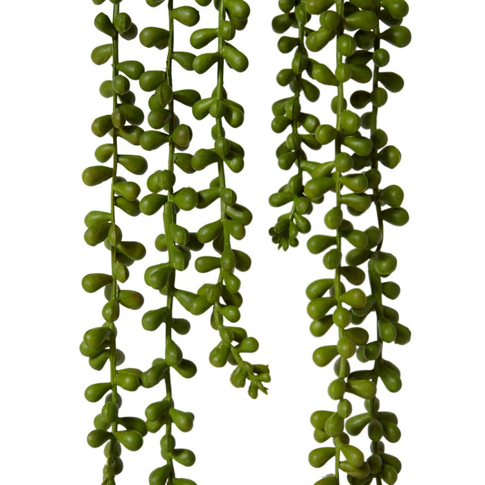 String of Pearls Potted - Green, 56cm (H)