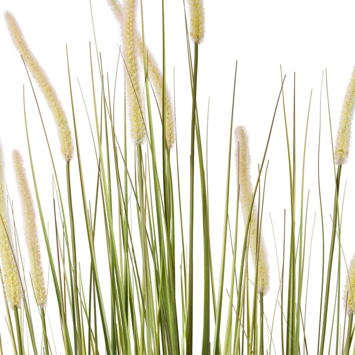 Grass Foxtail Potted - Green/White, 120cm (H)