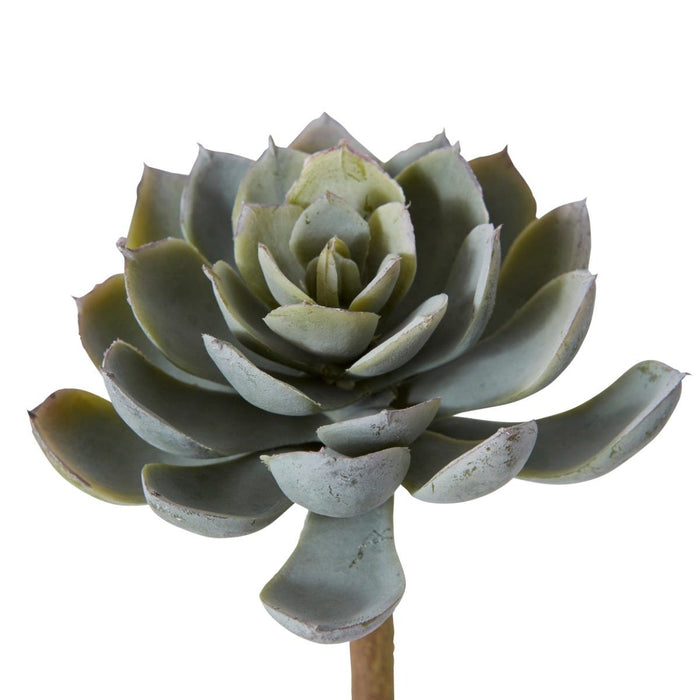 Echeveria Elegant Stem Pack Of 24 - Green, 15cm (H)
