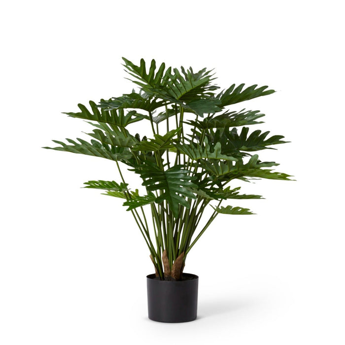Philodendron Lacy Potted - Green, 60cm (H)
