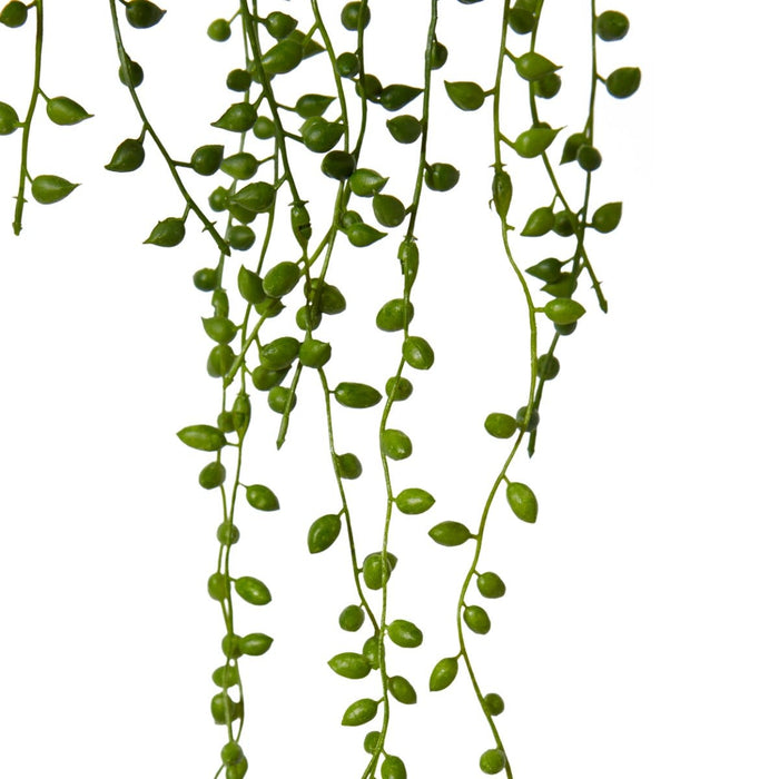 String of Pearls Hanging Plant Pack Of 12 - Green, 49cm (H)