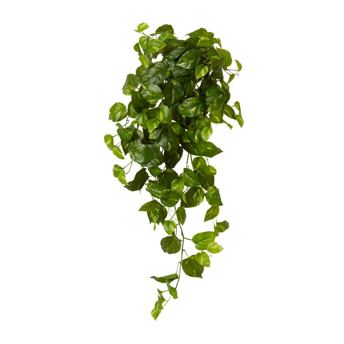 Pothos Golden Hanging Plant Pack of 6 - Variegated, 104cm (H)