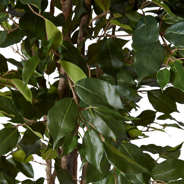 Ficus Tree - Green, 150cm (H)