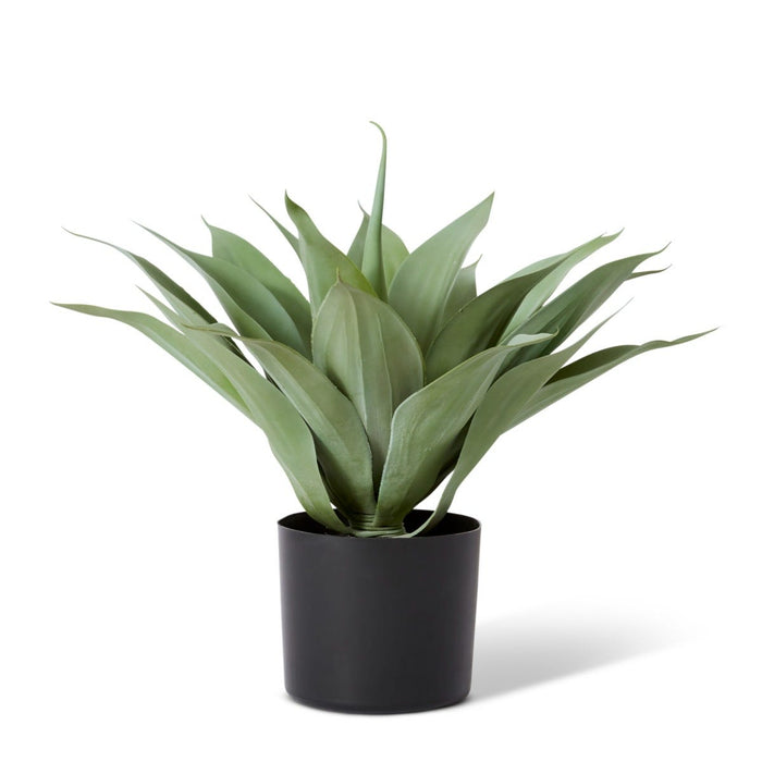 Agave Potted - Grey Green, 50cm (H)