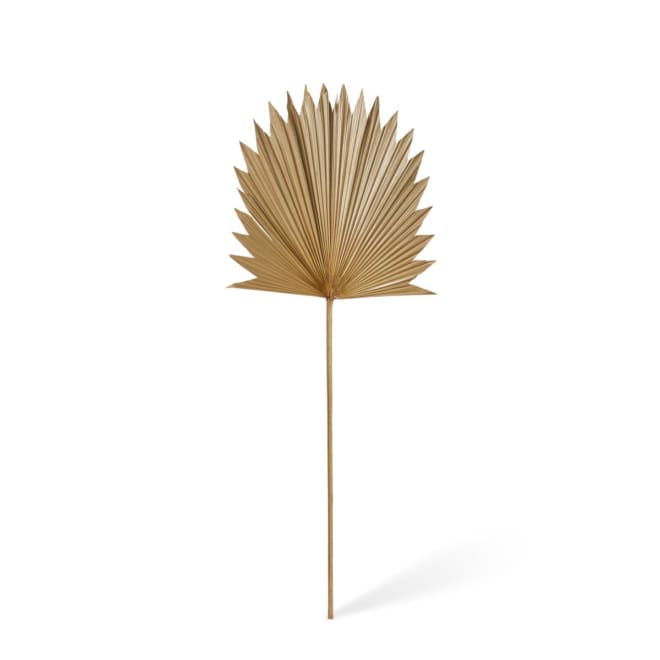 Sun Fan Palm Dried Stem Pack Of 10 - Natural, 96cm (H)