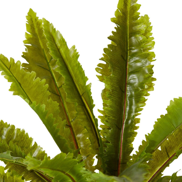 Fern Asplenium Pack of 12 - Green, 52cm (H)