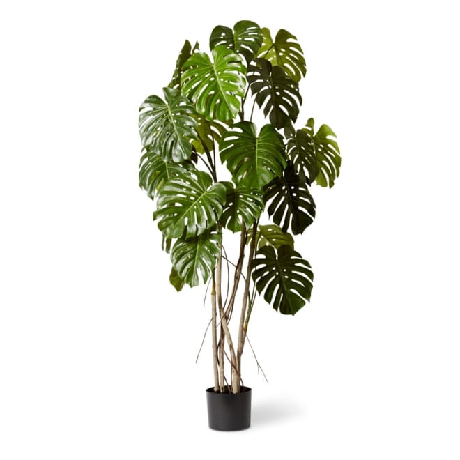 Monstera Vine Plant Potted - Green, 190cm (H)