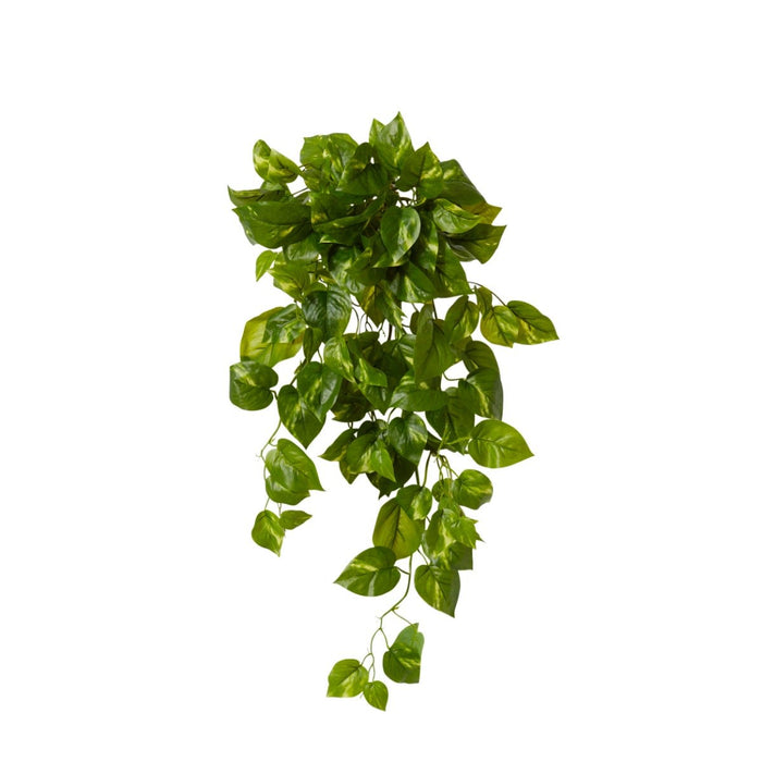 Pothos Hanging Plant Pack of 6 - Variegated, 66cm (H)