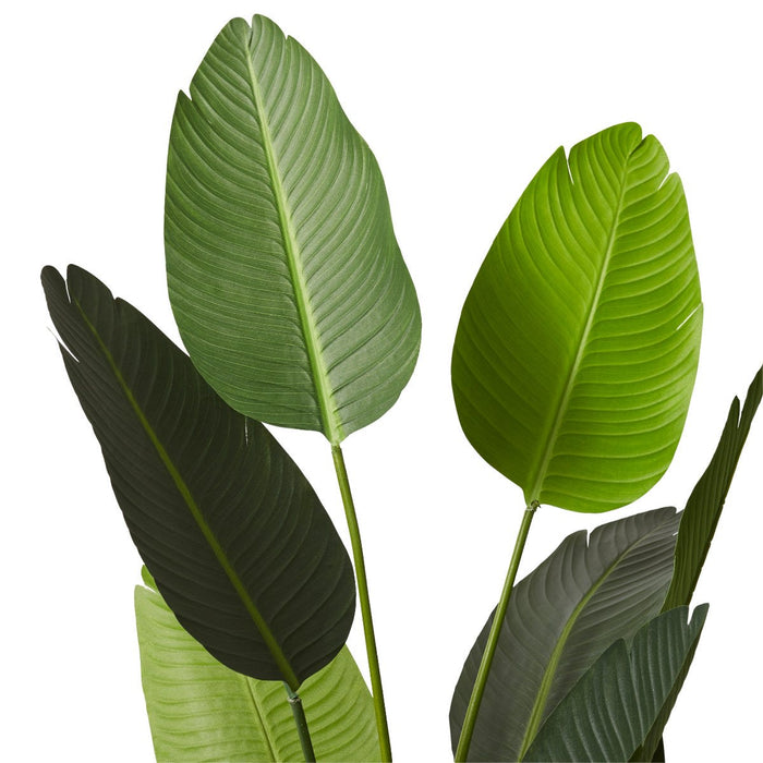 Bird of Paradise - Green, 152cm (H)