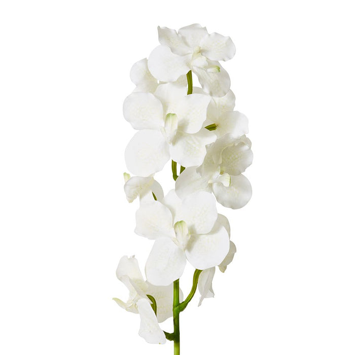 Vanda Orchid Pack of 12 - White, 80cm (H)