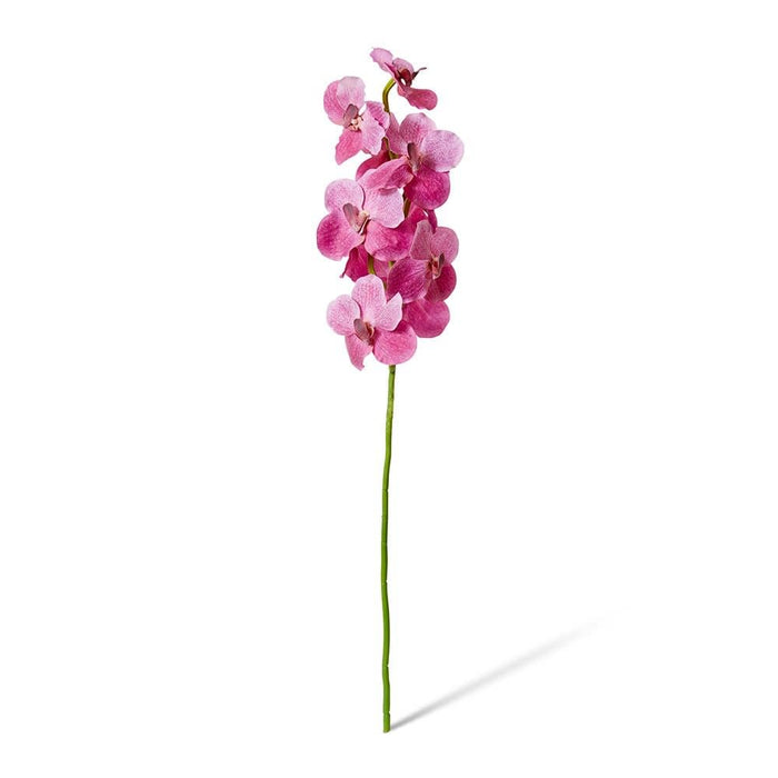Vanda Orchid Pack of 12 - Pink, 80cm (H)