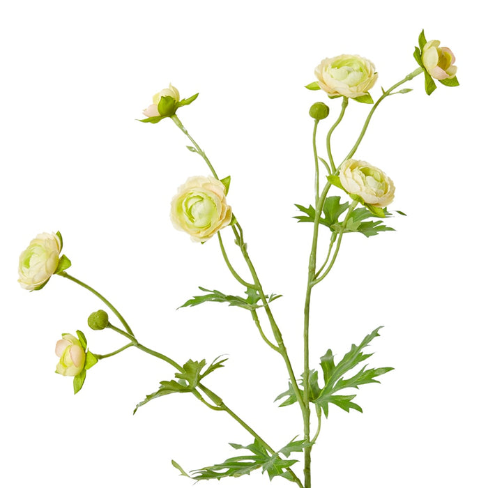 Ranunculus Spray Pack of 12 - Yellow, 56cm (H)