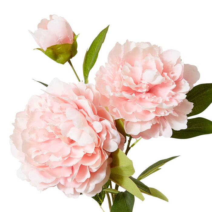 Peony Queen Spray Pack of 12 - Blush Pink, 76cm (H)