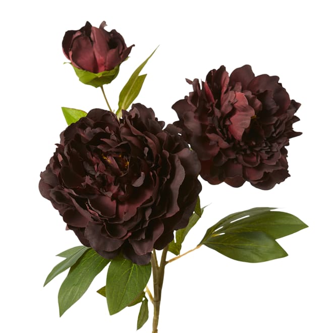 Peony Queen Spray Pack Of 12 - Burgundy, 76cm (H)