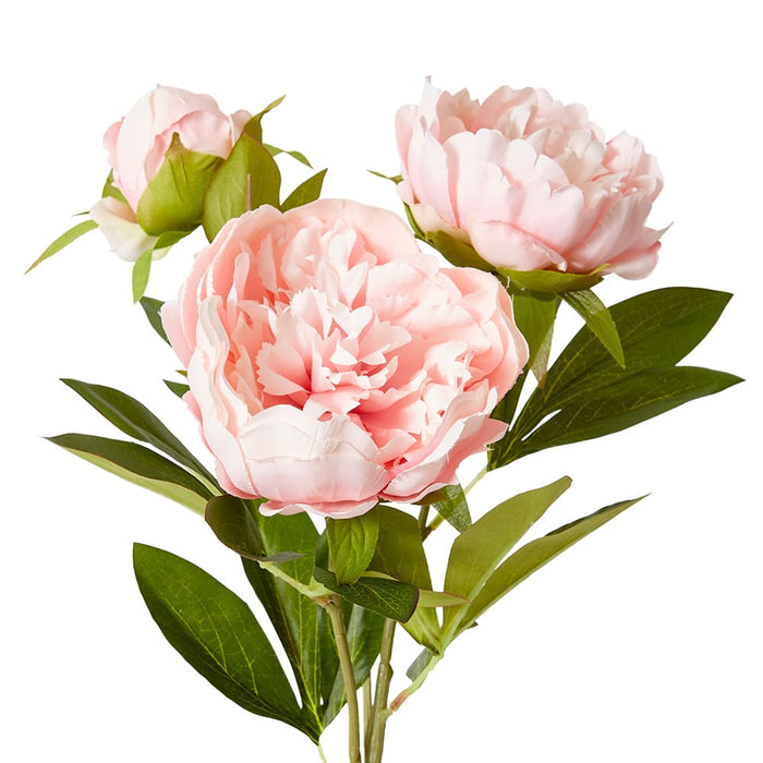 Classic Peony Spray Pack of 12 - Blush Pink, 75cm (H)