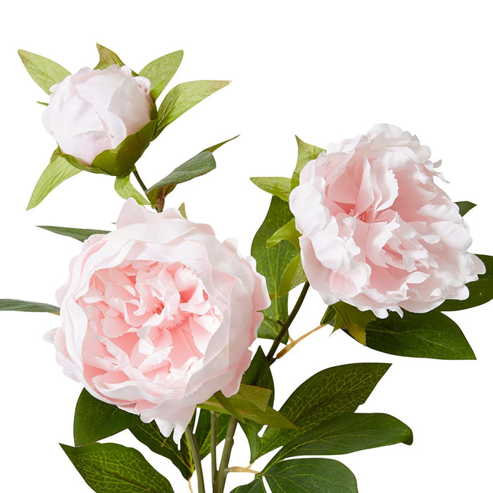 Classic Peony Spray Pack of 12 - Soft Pink, 75cm (H)