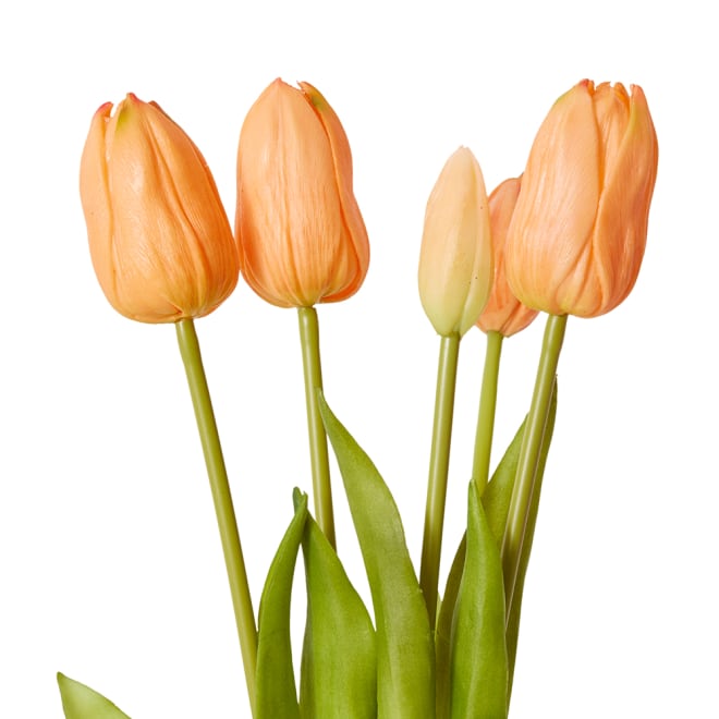 Tulip Bundle Pack of 6 - Apricot, 40cm (H)