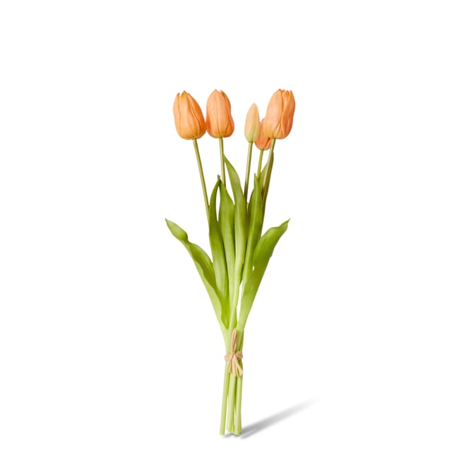 Tulip Bundle Pack of 6 - Apricot, 40cm (H)