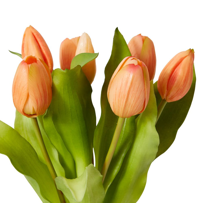 Tulip Petite Bundle Pack of 6 - Apricot, 30cm (H)