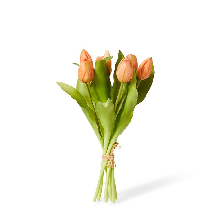 Tulip Petite Bundle Pack of 6 - Apricot, 30cm (H)