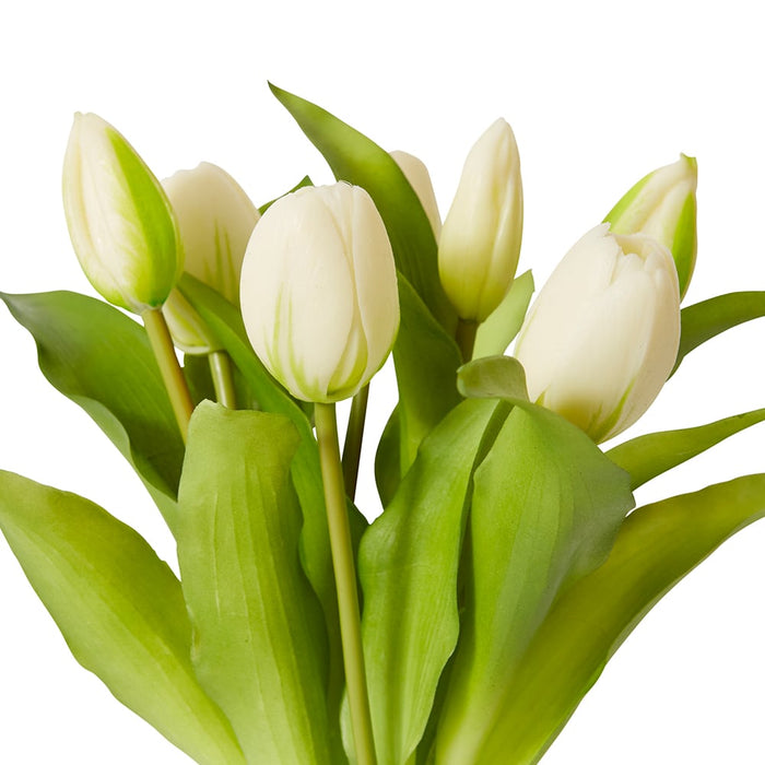Tulip Petite Bundle Pack of 6 - White, 30cm (H)