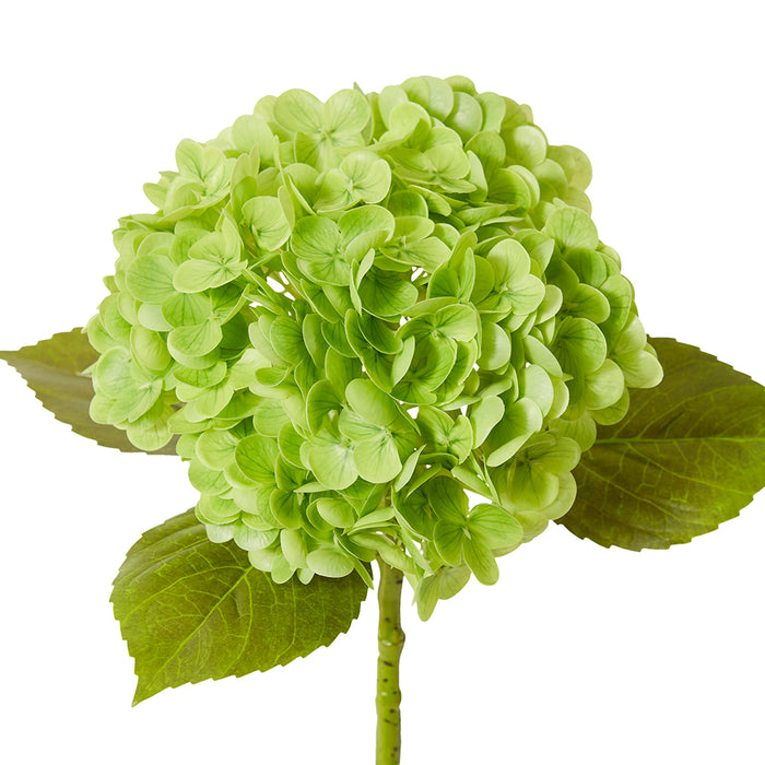 Hydrangea Classic Stem Pack Of 12 - Dark Green, 52cm (H)