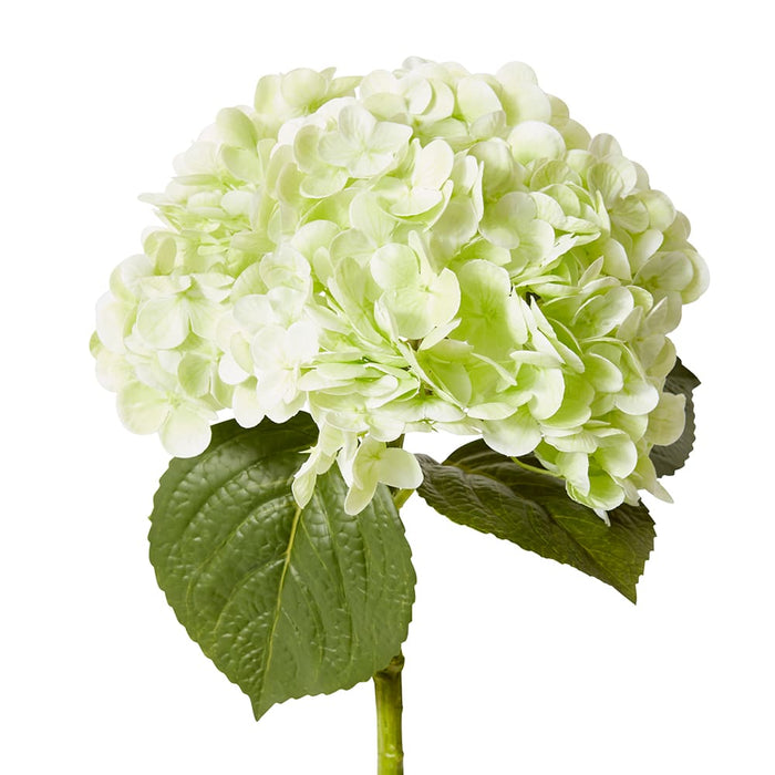 Hydrangea Classic Stem (RT) Pack of 12 - Green, 52cm (H)