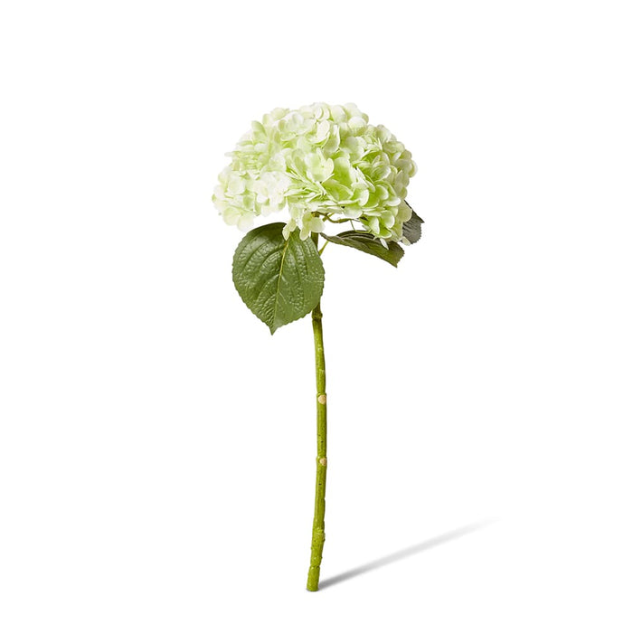Hydrangea Classic Stem (RT) Pack of 12 - Green, 52cm (H)