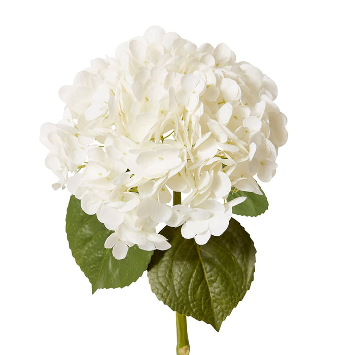 Hydrangea Classic Stem (RT) Pack of 12 - White, 52cm (H)