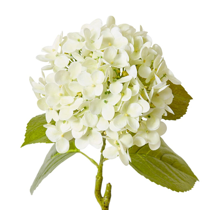 Hydrangea Garden Stem (RT) Pack of 12 - Soft Green, 61cm (H)