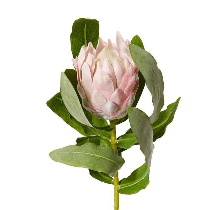 Protea Stem Pack of 12 - Pink, 71cm (H)