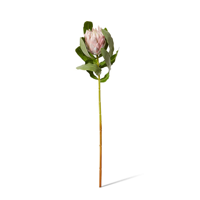 Protea Stem Pack of 12 - Pink, 71cm (H)