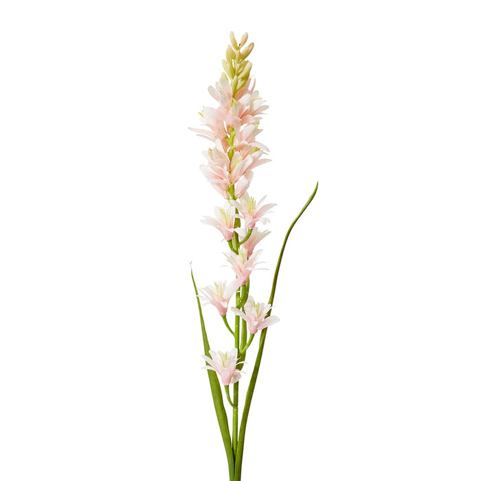 Tuberose Stem Pack of 12 - Pink, 90cm (H)