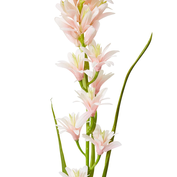 Tuberose Stem Pack of 12 - Pink, 90cm (H)
