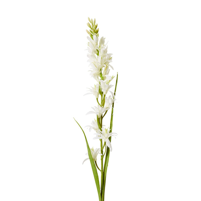 Tuberose Stem Pack of 12 - White, 90cm (H)