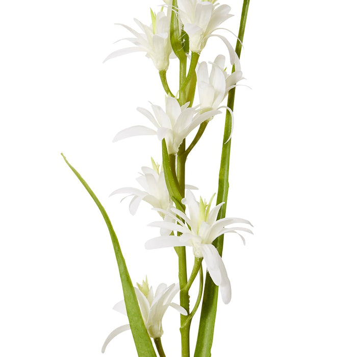 Tuberose Stem Pack of 12 - White, 90cm (H)