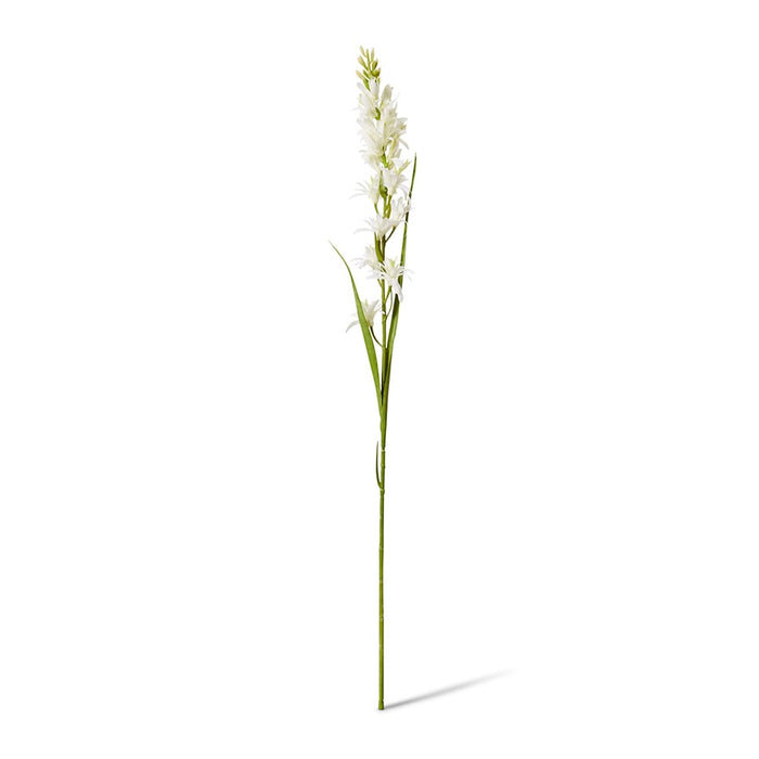 Tuberose Stem Pack of 12 - White, 90cm (H)