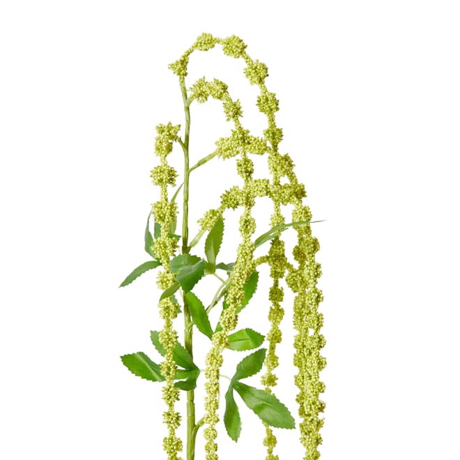 Amaranthus Hanging Spray Pack Of 12 - Green, 118cm (H)