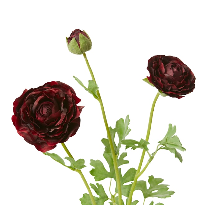 Ranunculus Flower Spray Pack Of 12 - Burgundy, 64cm (H)