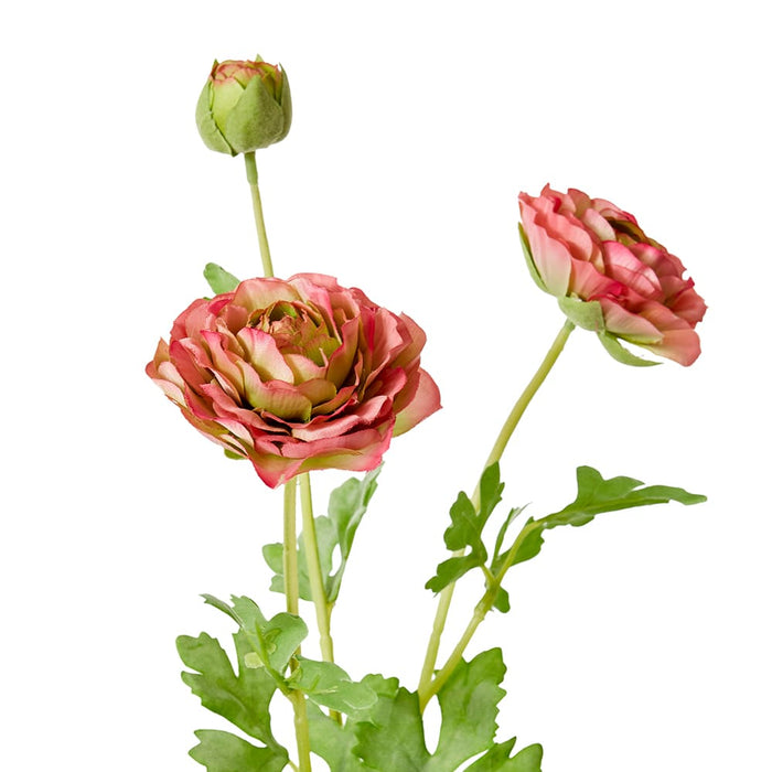 Ranunculus Flower Pack of 12 - Dark Pink, 64cm (H)
