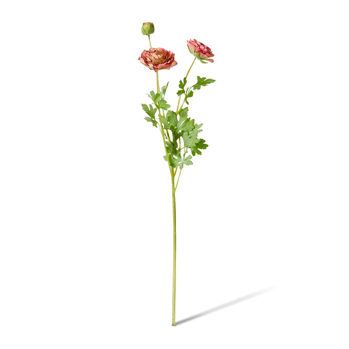 Ranunculus Flower Pack of 12 - Dark Pink, 64cm (H)