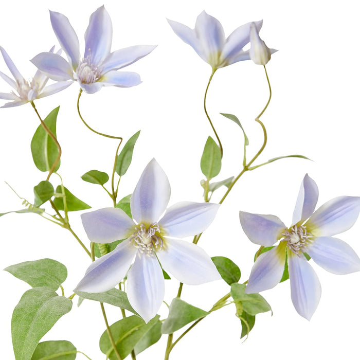 Clematis Flower Spray Pack of 12 - Purple, 86cm (H)