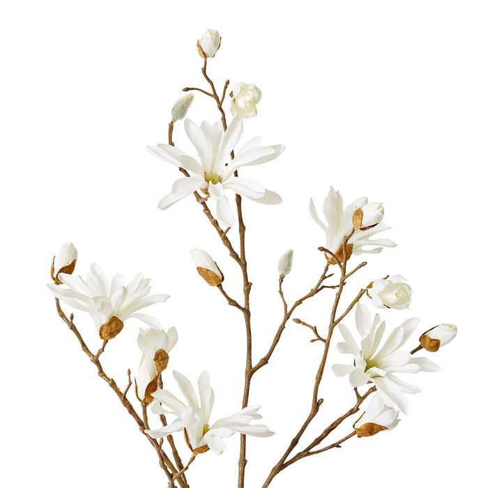 Magnolia Japanese Spray Pack of 12 - White, 104cm (H)