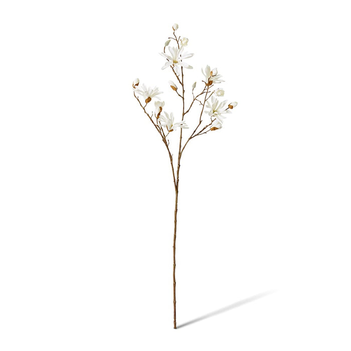 Magnolia Japanese Spray Pack of 12 - White, 104cm (H)
