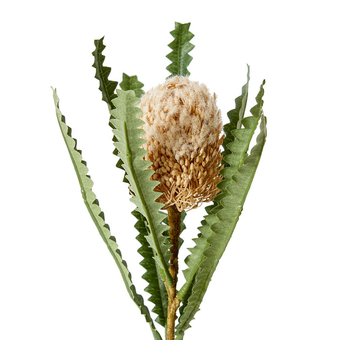 Banksia Stem Pack of 12 - Beige, 58cm (H)