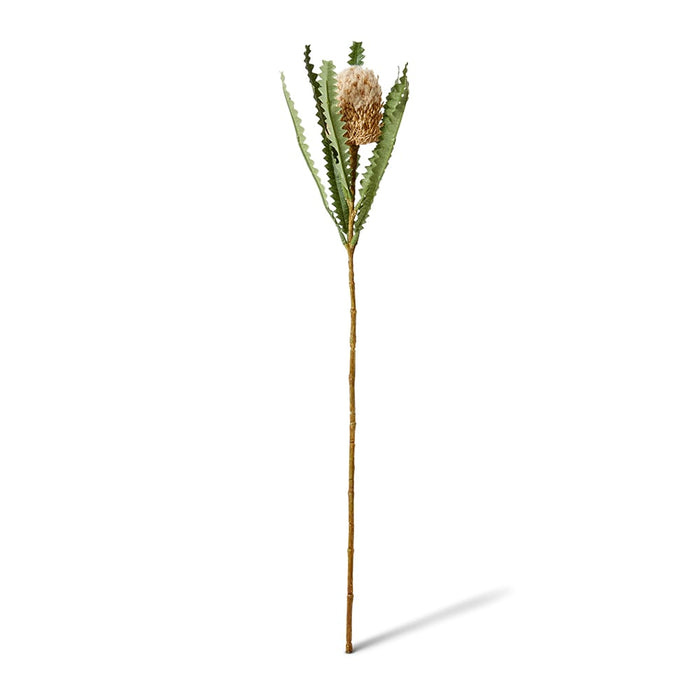 Banksia Stem Pack of 12 - Beige, 58cm (H)
