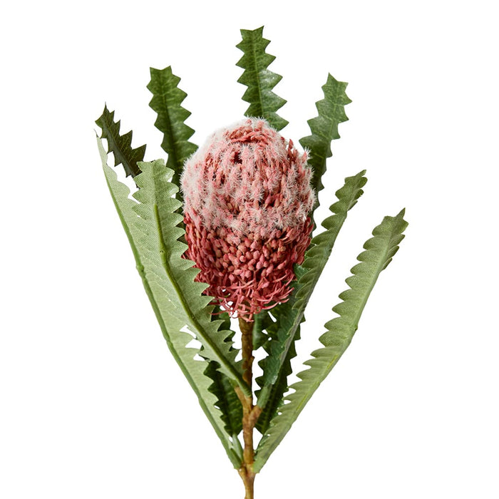 Banksia Stem Pack of 12 - Dusty Pink, 58cm (H)