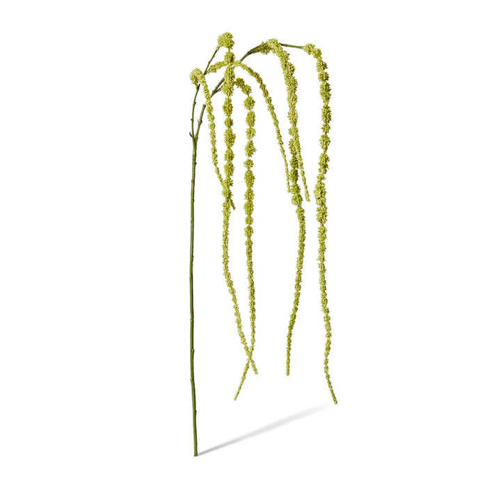 Amaranthus Hanging Spray Pack of 12 - Green, 147cm (H)
