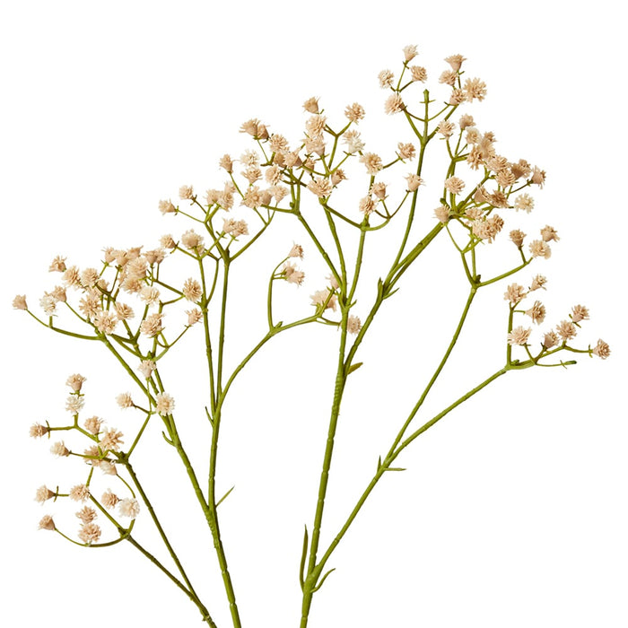 Gypsophila Spray Pack of 12 - Pink, 74cm (H)