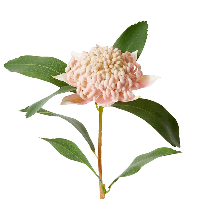 Waratah Flower Stem Pack of 12 - Pink, 69cm (H)